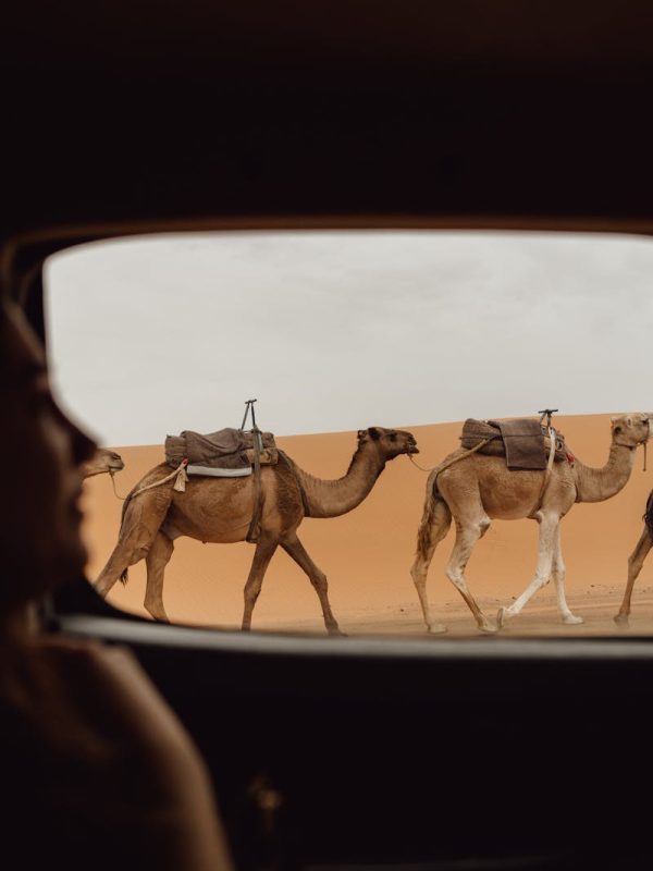 3-Days Marrakech to Merzouga Dunes Desert Tour with Camel Trek 2 View of camels in the Merzouga desert through a car window, capturing the essence of Moroccan adventure.
