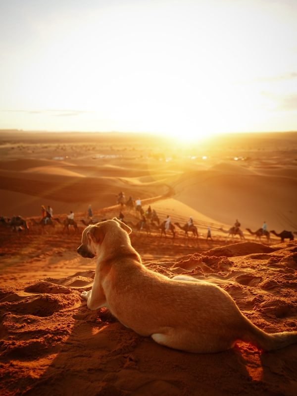 10 Day Morocco Tour From Casablanca 13 A dog is sitting on a rock in the desert