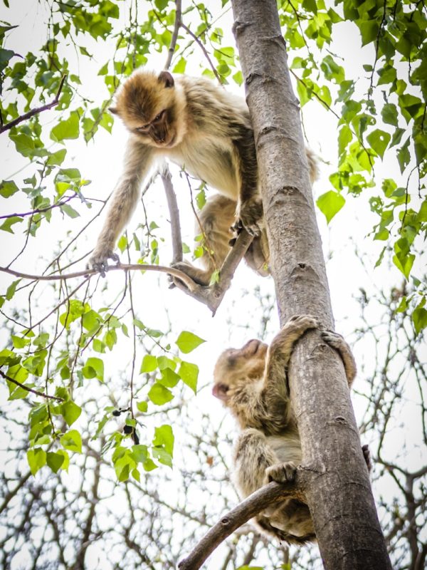 10 Day Morocco Tour From Casablanca 9 monkey on tree branch during daytime