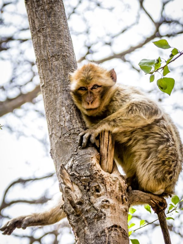 4 Days Tour From Marrakech To Fes 8 brown monkey on tree branch