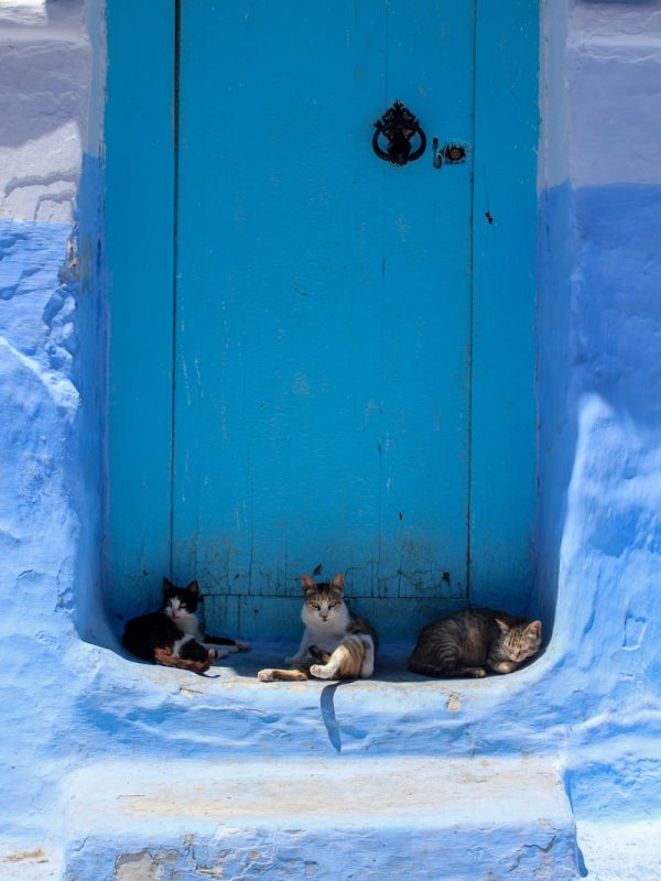 10 Day Morocco Tour From Casablanca 5 black and white cat lying on snow covered ground