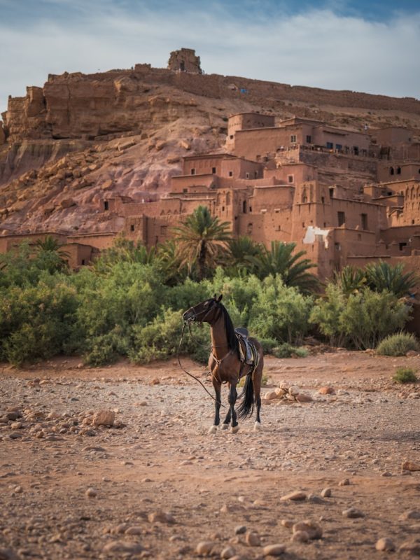 3-Days Marrakech to Merzouga Dunes Desert Tour with Camel Trek 4 A horse standing in the middle of a desert